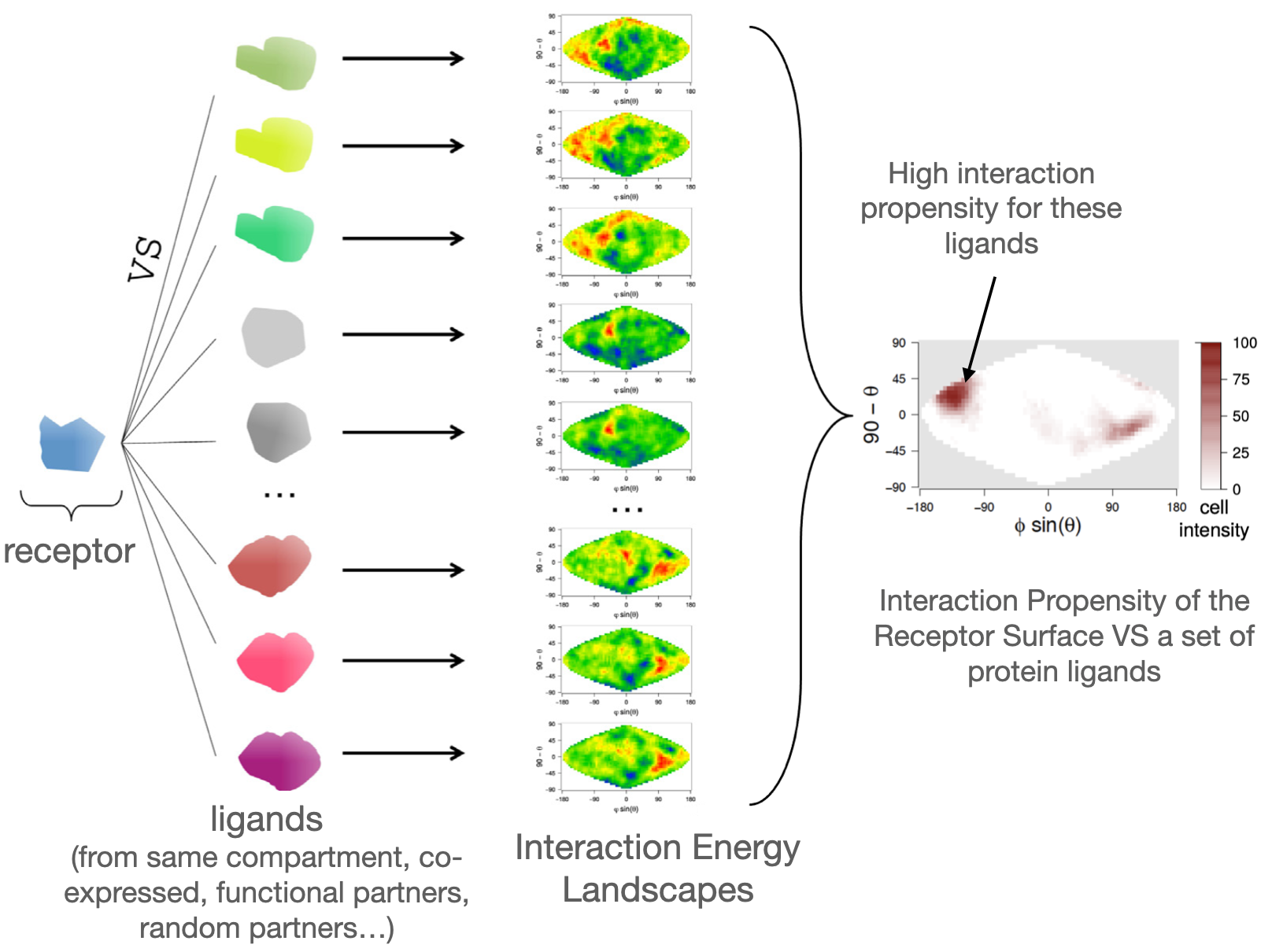 Protein-protein interaction networks